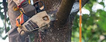 Leaf Removal in Buena Vista, VA